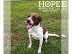 German Shorthaired Pointer Mix DOG FOR ADOPTION RGADN-1088595 - Charlie - German