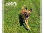 Boxer Mix DOG FOR ADOPTION RGADN-1088596 - Eddie - Boxer / Mixed (short coat)