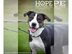 Bernese Mountain Dog-Rottweiler Mix DOG FOR ADOPTION RGADN-1088599 - Bernard -