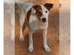 Labrador Retriever-Rat Terrier Mix DOG FOR ADOPTION RGADN-1088627 - Carter - Rat