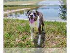 Boxador DOG FOR ADOPTION RGADN-1088641 - Ellie - Boxer / Labrador Retriever /