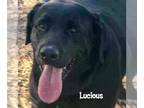 Labrador Retriever DOG FOR ADOPTION RGADN-1088642 - Lucious - Labrador Retriever