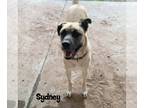 Anatolian Shepherd Mix DOG FOR ADOPTION RGADN-1088666 - Sydney - Anatolian