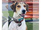Harrier Mix DOG FOR ADOPTION RGADN-1088691 - Dakota - Harrier / Mixed (short