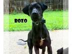 Great Dane DOG FOR ADOPTION RGADN-1088698 - Bozo (foster needed) - Great Dane