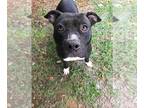 American Staffordshire Terrier DOG FOR ADOPTION RGADN-1088720 - Flower -