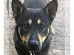 Australian Kelpie-Huskies Mix DOG FOR ADOPTION RGADN-1088758 - Kongo - Husky /