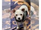 Boxer-Jack Russell Terrier Mix DOG FOR ADOPTION RGADN-1088907 - Louise - Jack