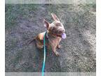 American Pit Bull Terrier DOG FOR ADOPTION RGADN-1089105 - PAPRIKA - American
