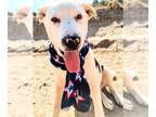 Catahoula Leopard Dog-Labrador Retriever Mix DOG FOR ADOPTION RGADN-1089157 -