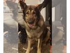 German Shepherd Dog DOG FOR ADOPTION RGADN-1089211 - Buck - German Shepherd Dog