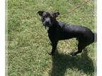 Boston Terrier-Staffordshire Bull Terrier Mix DOG FOR ADOPTION RGADN-1089326 -