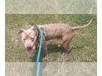 American Pit Bull Terrier Mix DOG FOR ADOPTION RGADN-1089379 - SPONGEBOB -