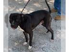 American Pit Bull Terrier DOG FOR ADOPTION RGADN-1089429 - Spirit - American Pit