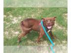 Labrador Retriever DOG FOR ADOPTION RGADN-1089457 - LADY TREMAINE - Labrador