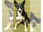 Australian Kelpie DOG FOR ADOPTION RGADN-1089509 - Tinsley - Australian Kelpie