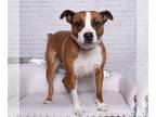 Boxer-Staffordshire Bull Terrier Mix DOG FOR ADOPTION RGADN-1089523 - Suzzie -