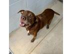 Adopt Juliet a Mixed Breed