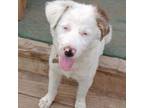 Adopt June a Australian Shepherd