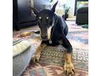 Adopt Lacee a Doberman Pinscher
