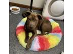 Adopt Carmella a Mixed Breed, American Staffordshire Terrier