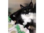 Adopt Miranda a Domestic Short Hair