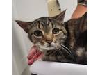 Adopt Tris a Domestic Short Hair