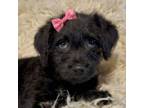 Adopt Freya a Schnauzer, Poodle