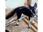 Adopt Cloud a German Shepherd Dog
