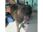 Adopt Rosey a Pit Bull Terrier