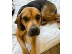 Adopt Cara a Black and Tan Coonhound, Coonhound