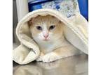 Adopt Tiger a Siamese, Domestic Short Hair