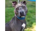 Adopt Windy a Pit Bull Terrier