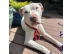 Adopt Mimzy a Pit Bull Terrier