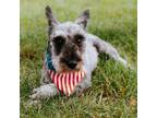 Adopt Sharon a Schnauzer