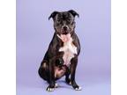 Adopt Vera a Pit Bull Terrier, Boxer