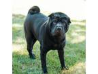 Adopt Nacho Supreme a Shar-Pei