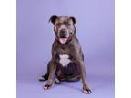 Adopt Au Jus a American Staffordshire Terrier, Presa Canario