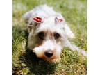 Adopt Cheryl a Schnauzer