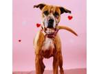 Adopt Shanny a Boxer