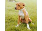Adopt Gummy Bear a Pit Bull Terrier