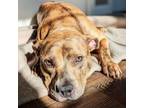 Adopt Louisa a Pit Bull Terrier