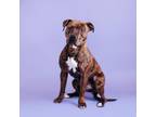 Adopt Mel a Pit Bull Terrier