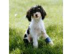 Adopt Princess Peach a Poodle, Miniature Pinscher