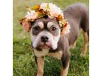 Adopt Missy a Pit Bull Terrier