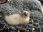 A Kinkalow Munchkin