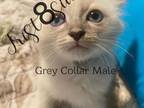 Summer Siamese Lynx Litter