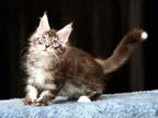 Vlad Maine Coon Male Black Silver Tabby With Whit