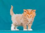Eustace Maine Coon Male Red Tabby Bicolour