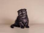 Nora Scottish Fold Female Black Smoke